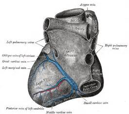 Left marginal vein - Wikipedia