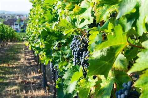 Premium Photo | Large bunches of red wine grapes in vineyard