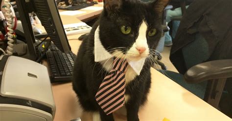 Cats in business attire (20 Photos)