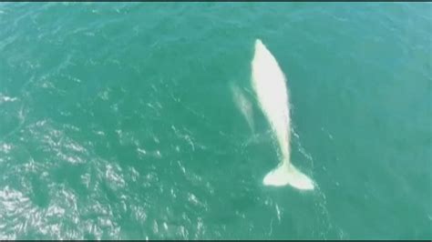 Rare albino whale spotted -- with a new calf