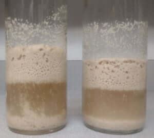 How to Make a Yeast Starter – Bryan's Wine & Beer Making Site