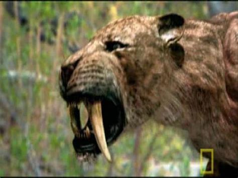 Saber Toothed Tiger Size