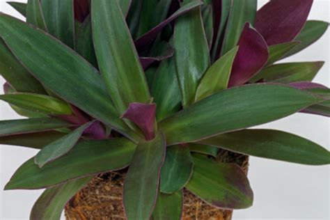 Tradescantia spathacea