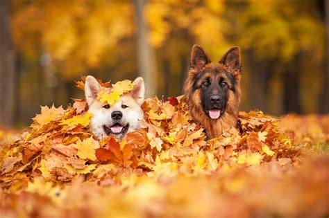 Animals who love fall