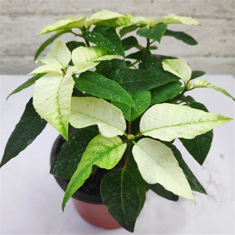 Poinsettia White Flowering Plant - Nestreeo.com