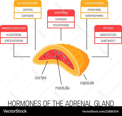 Hormones of the adrenal gland diagram Royalty Free Vector