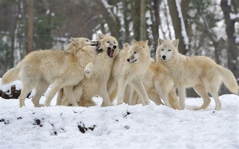 Papel de parede : neve, inverno, cachorro, Lobo, vapor, Cães, vertebrado, Saarloos wolfdog, Cão ...