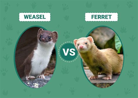 Weasel vs Ferret: What's the Difference? | PangoVet