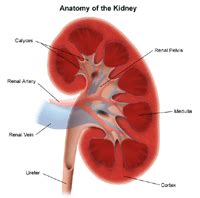 Kidney Ultrasound | Johns Hopkins Medicine