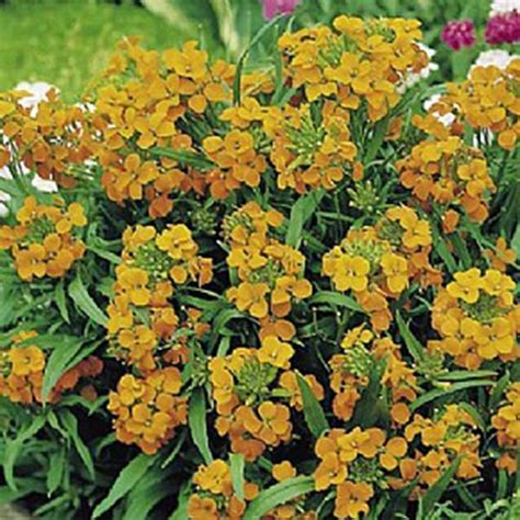 SIBERIAN WALLFLOWER 500 SEEDS ORGANIC NEWLY HARVESTED, BEAUTIFUL CUT ...