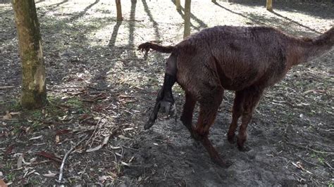 Alpaca cria birth - Boolaroo Geronimo - YouTube