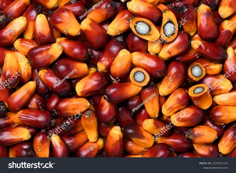 Palm Oil Nuts Texture Background Stock Photo 2270511131 | Shutterstock