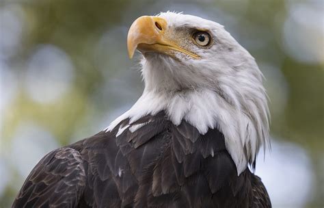 Nine bald eagle facts that may surprise you! - Eagle Wing Tours