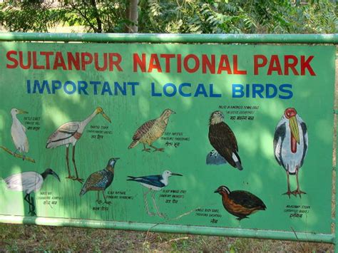 Sultanpur Bird Sanctuary, National Park Near Gurgaon - Inditales