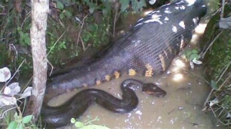 Impressive Images of an Anaconda Swallowing Its Prey (Video)