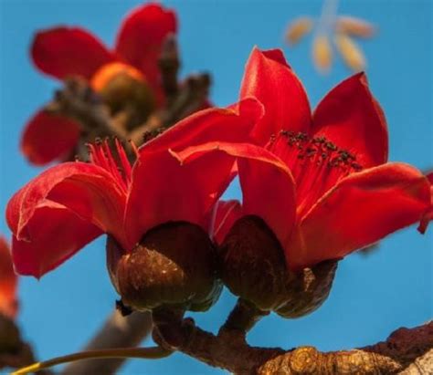 Wonderful Red Silk Cotton Tree - Wander Lord