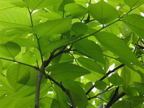 YellowWood Tree: Pictures, Photos, Facts on Yellowwood Trees