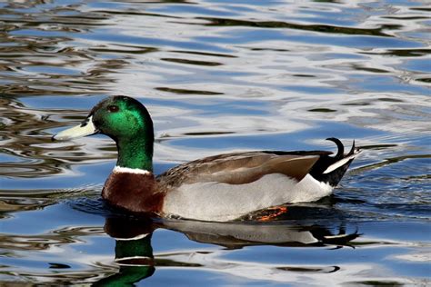 Mallard Drake | BirdForum