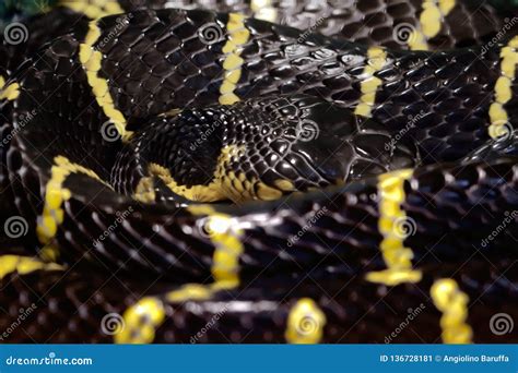 Black Snake With Yellow Stripes