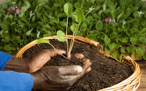 How to Grow Your Own Food, Part 2:When to Plant