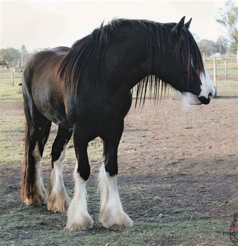 Crofters Downs James E | Clydesdale horses, Horses, Clydesdale