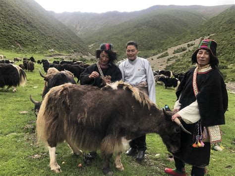 Cooperation breeds prosperity, starting with yaks - Chinadaily.com.cn