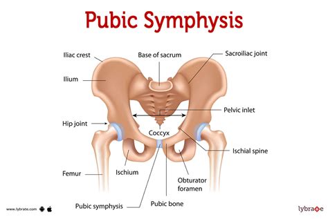 Pubic Symphysis (Human Anatomy): Picture , Functions, Diseases and ...