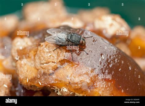 Maggots meat hi-res stock photography and images - Alamy