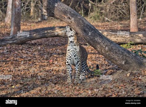 Leopard at Kabini, Nagarhole National Park, Karnataka, India Stock ...