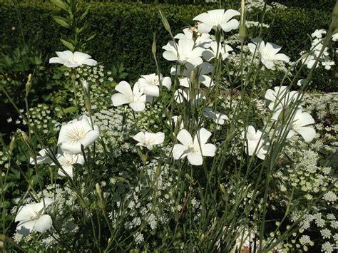 Agrostemma githago 'Ocean Pearl' with cow-parsley White flowers | Plants, Perennials, Plant ...