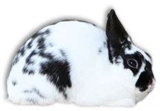 Polish Rabbits | USA Rabbit Breeders