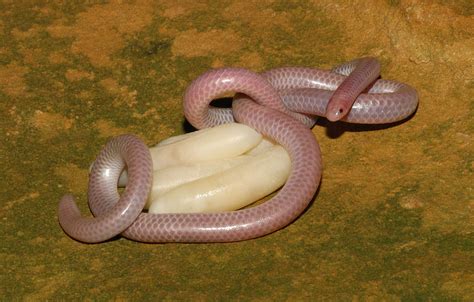 Absurd Creature of the Week: The World's Tiniest, Most Adorable Snake Can Curl Up on a Quarter ...