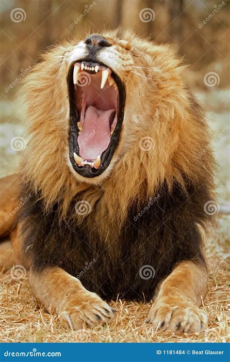 Lion Roar stock photo. Image of lion, carnassial, carnivore - 1181484