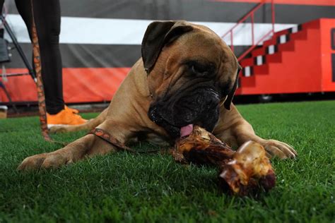 PETA Goes After Cleveland Browns in Wake of Mascot's Death - Athlon Sports