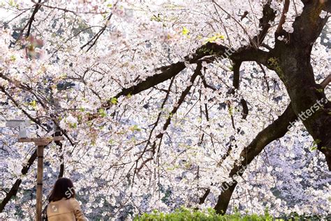 Cherry Blossoms Around Imperial Palace Tokyo Editorial Stock Photo - Stock Image | Shutterstock