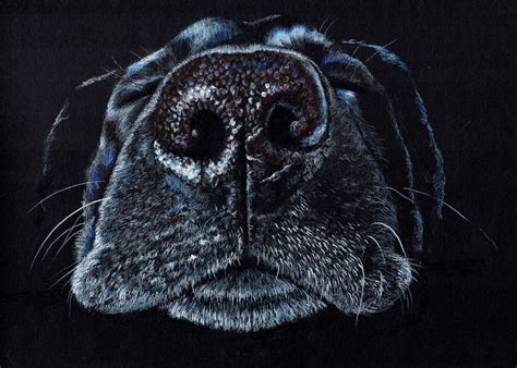 Dog nose | Pet portraits, Dog nose, Pencil drawings