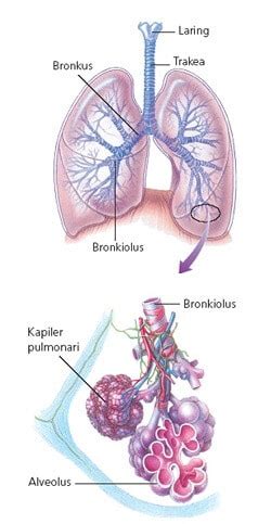 Alat Pernapasan Manusia: Penjelasan dan Gambar - kependidikan.com