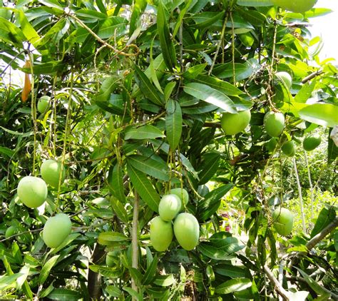 Viluthugal News: Organic practices increases mango yield in ...