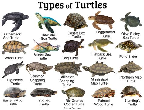 Types Of Sea Turtles Chart