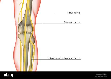 The nerve supply of the knee Stock Photo - Alamy