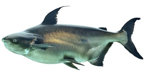 Mekong Giant Catfish Pictures - AZ Animals