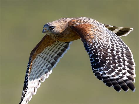 The Red-shouldered Hawk - One Gorgeous Bird of Prey | BirdNote