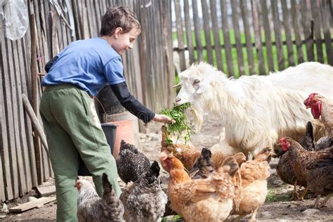 Country Boy Feeding The Animals Stock Image - Image: 13799037