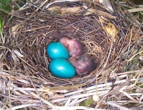 Catbird Eggs