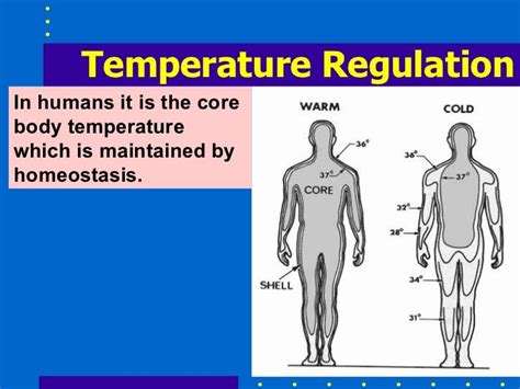 Body Temperature Regulation Diagram