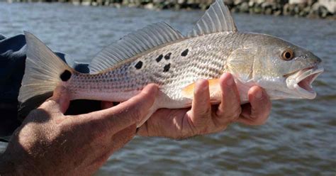 Redfish Size and Bag Limit in Texas