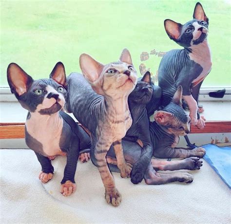 Sphynx Cats for sale near | Petzlover