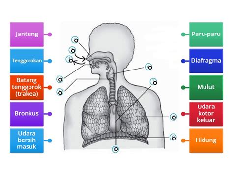 Bagian-Bagian Sistem Pernapasan pada Manusia - Labelled diagram