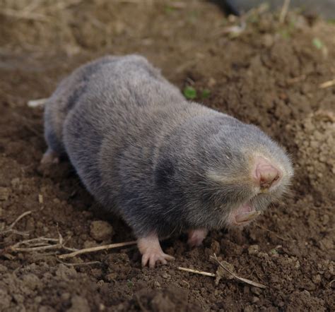 European rodent on the edge: status and distribution of the Vojvodina blind mole rat ...