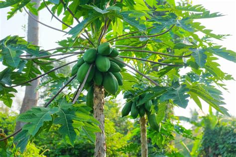 Growing Papaya Tree